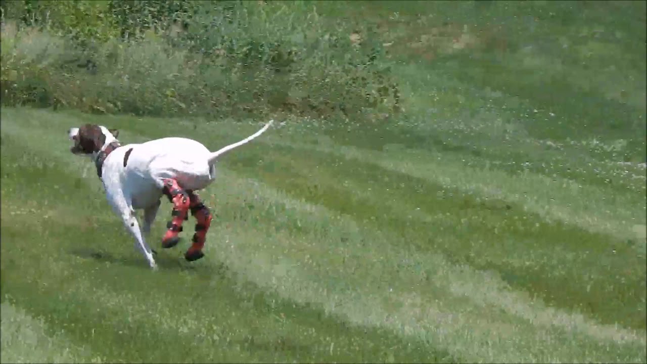 Logan the English Pointer with custom My Pet's Hock Braces
