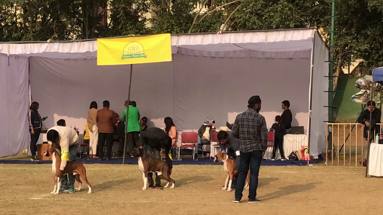 Boxer Dog Show India