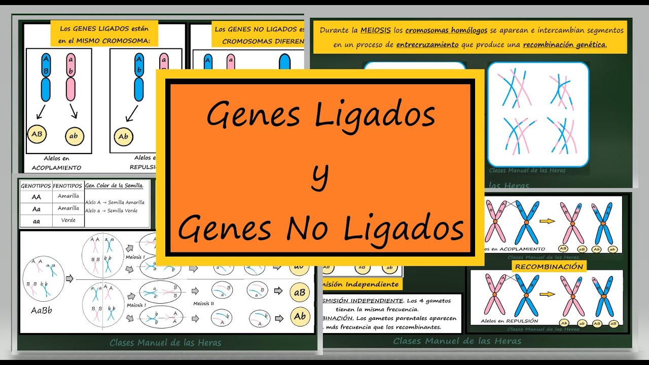 Ligamiento, Recombinación y Transmisión Independiente. Genes Ligados y No Ligados. Genética.