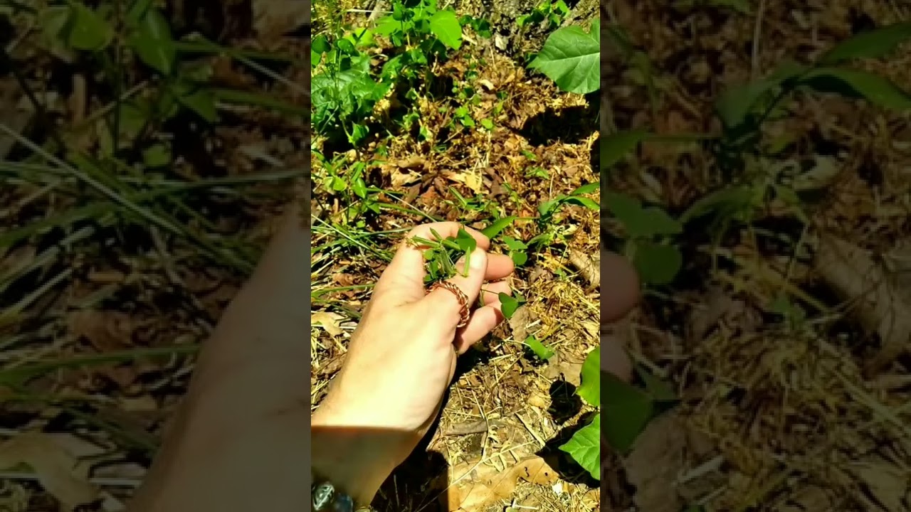 Foraging Fridays: Yellow Woodsorrel