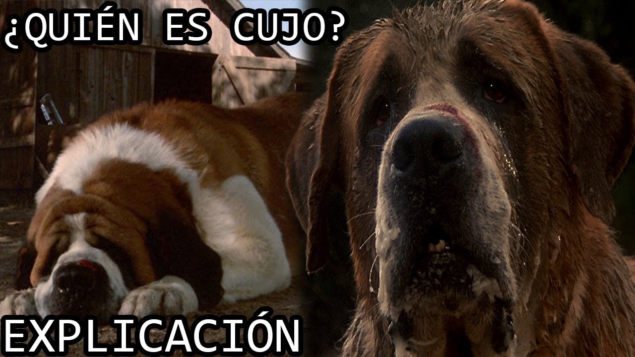 ¿Quién es Cujo? Explicación | La Interesante y Triste Historia de Cujo de Stephen King Explicado