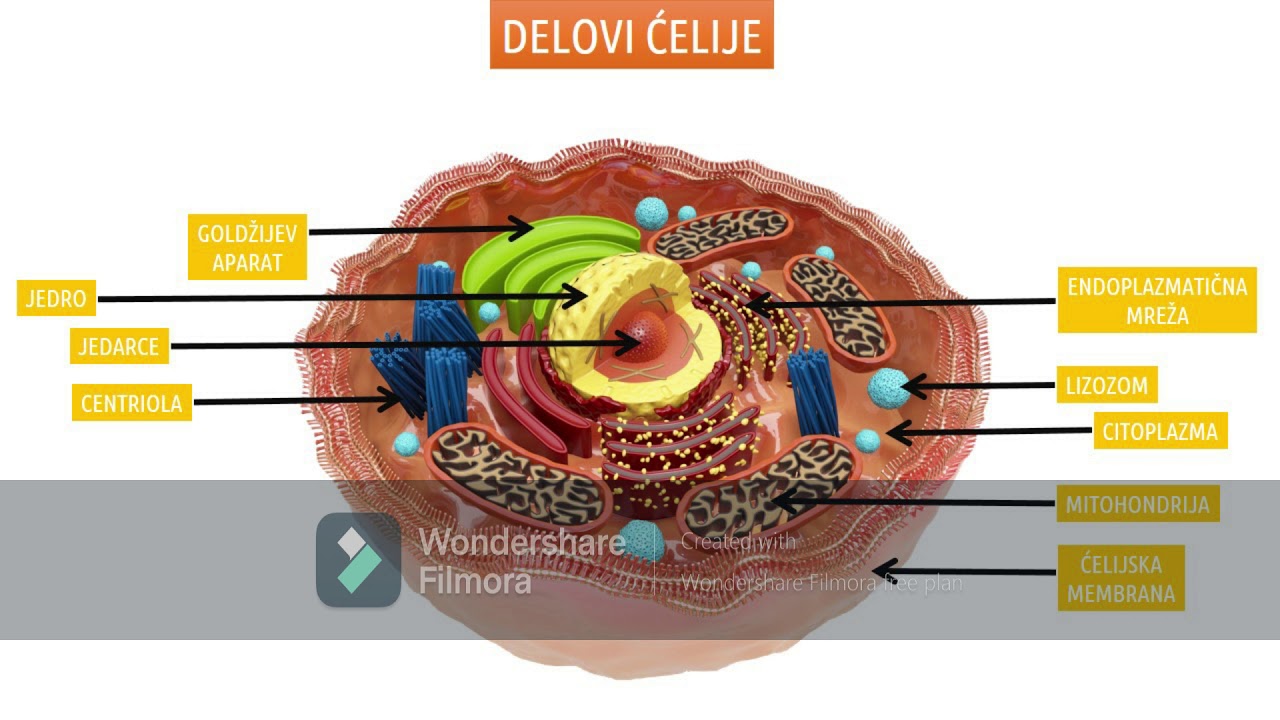 Celija-skolski program
