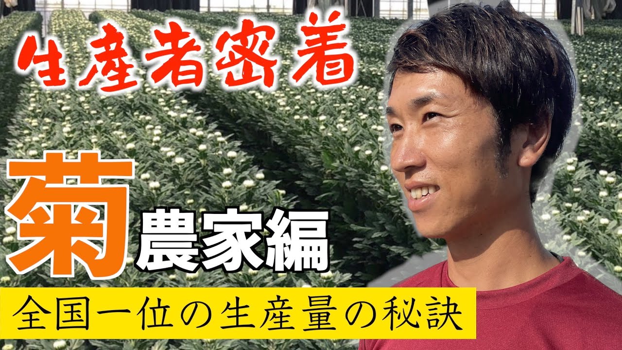 【生産者密着】菊農家編 〜全国トップの花の生産量の秘訣に迫る〜