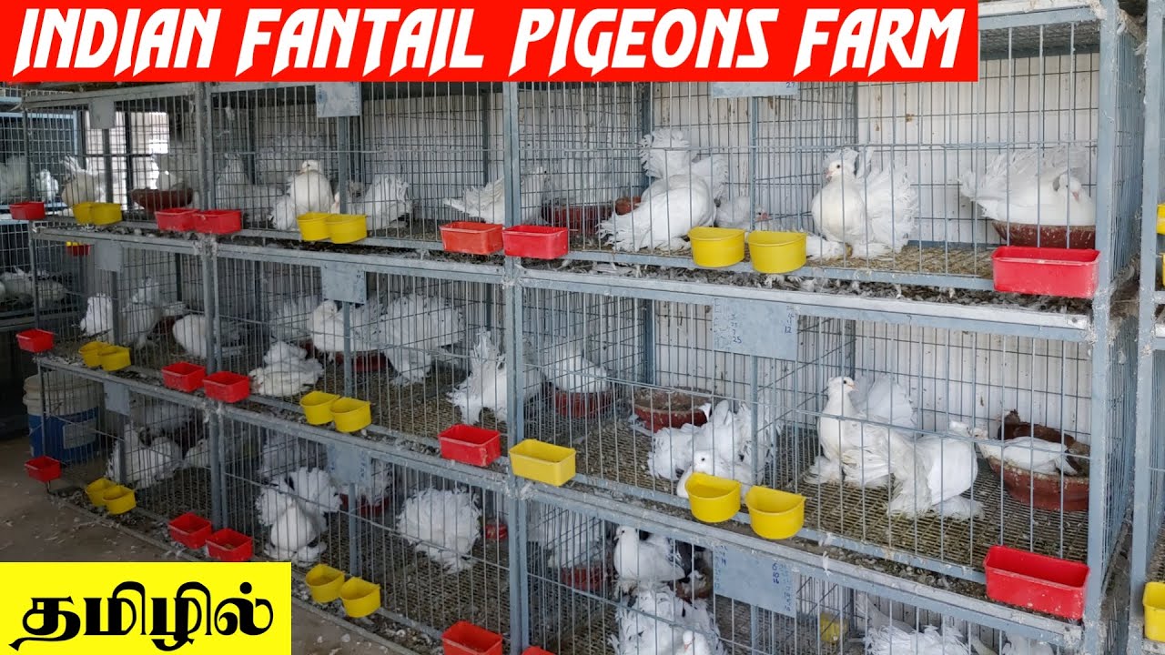 60 Pairs Indian Fantail pigeons Breeding Farm | தமிழில் | Fancy Birds Chennai