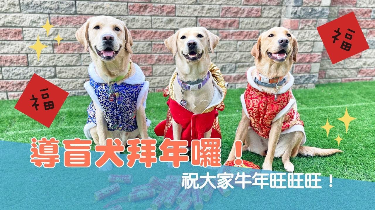 【導盲犬日常 Ep.53】導盲犬拜年囉！祝大家牛年旺旺旺！
