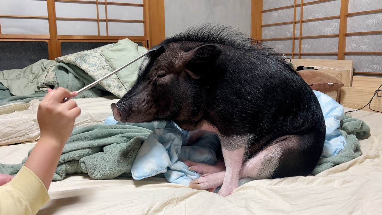 わが家のブタがパパに懐かない理由を話します。