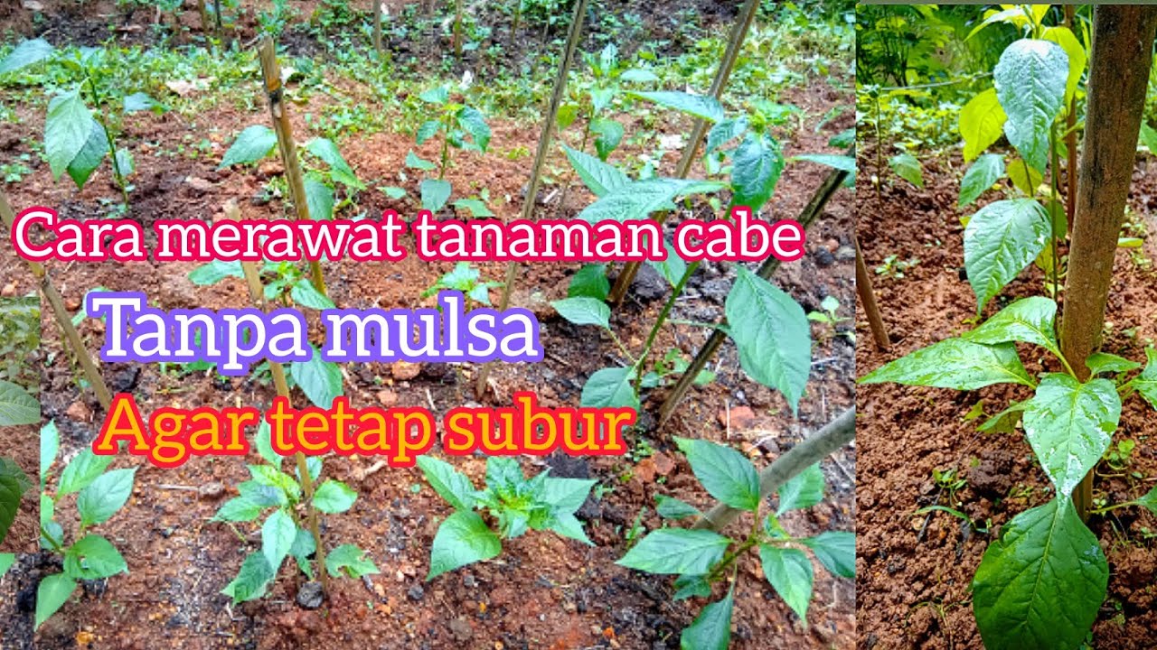 tanam cabe tanpa mulsa