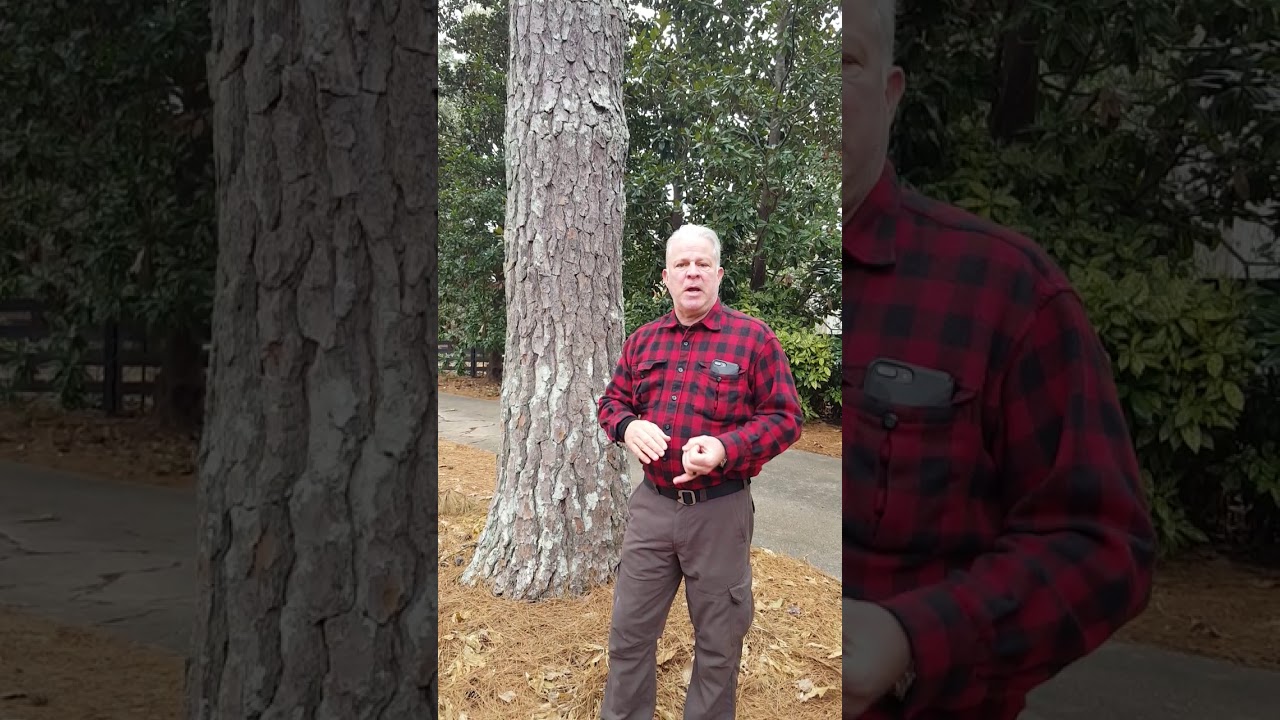 Kevin Caldwell explains issues with non-accredited pruning services.