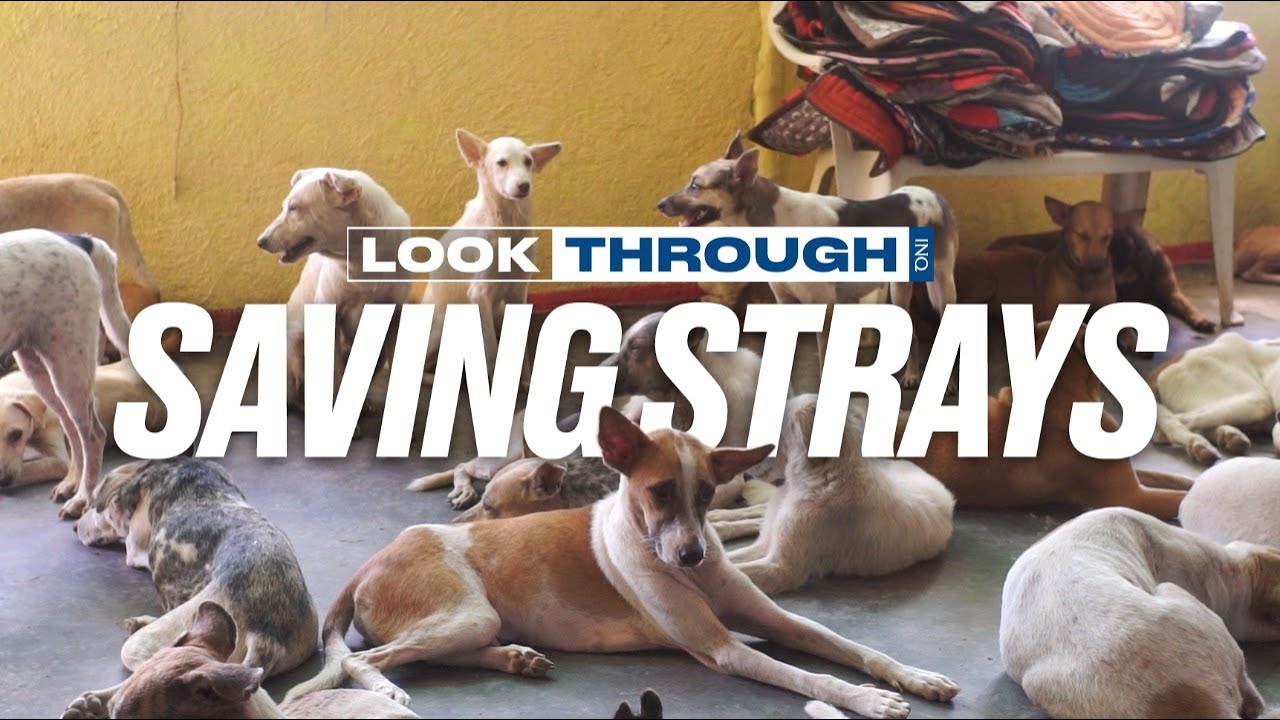 A stray dog’s second chance at life | Look Through: Saving Strays