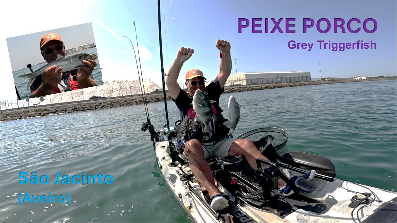 PEIXE PORCO (Grey Triggerfish)