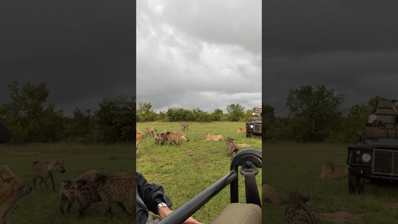 Hyena Clan Surrounds Lioness!
