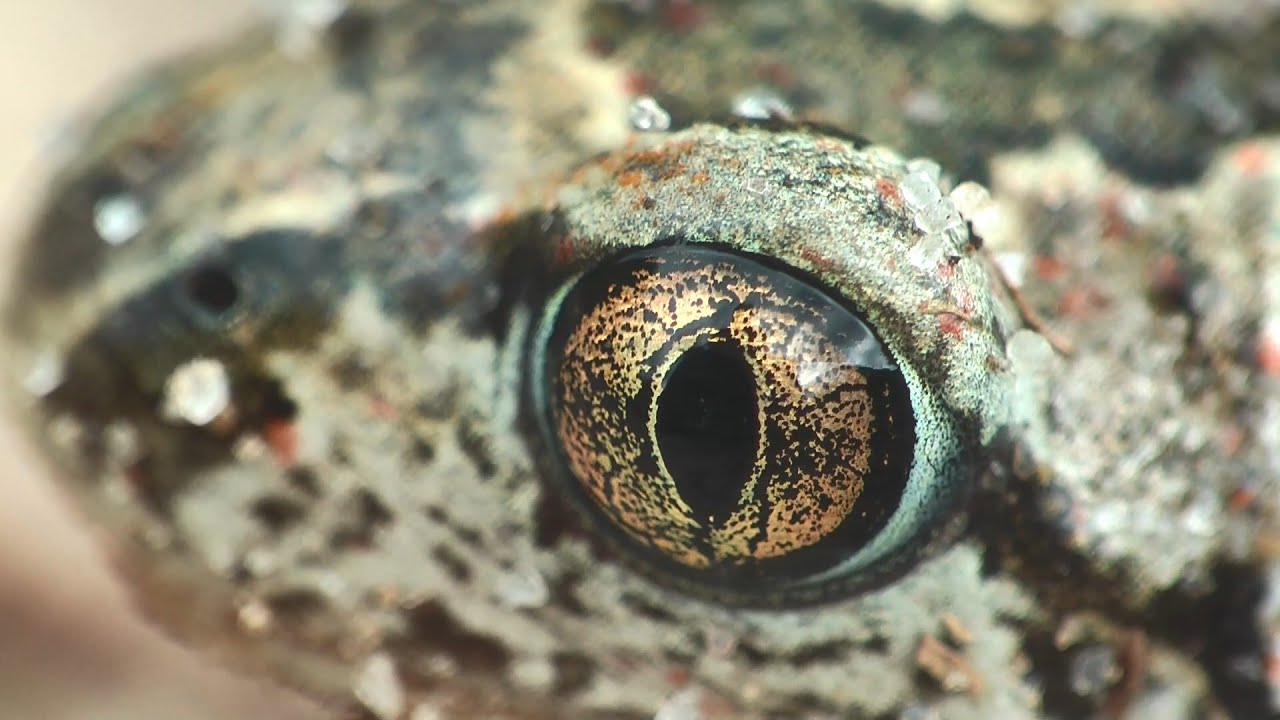 Grzebiuszka ziemna  Pelobates fuscus  w akcji