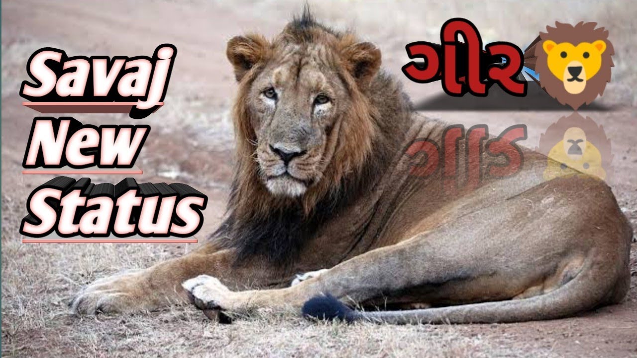 Gir🦁@ishardangadhviroyaldayra111 @GIRSBSTUDIO