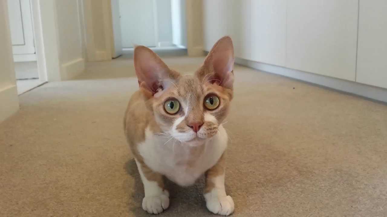 Anakin the Devon Rex cat likes to play fetch