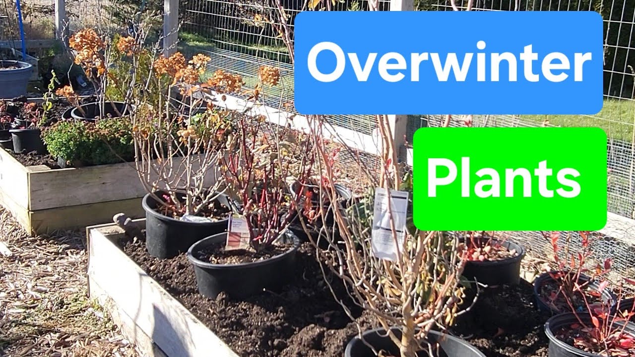 🌳🌷🌺Как уберечь деревья и контейнеры от зимовки в вашем саду. #zone4