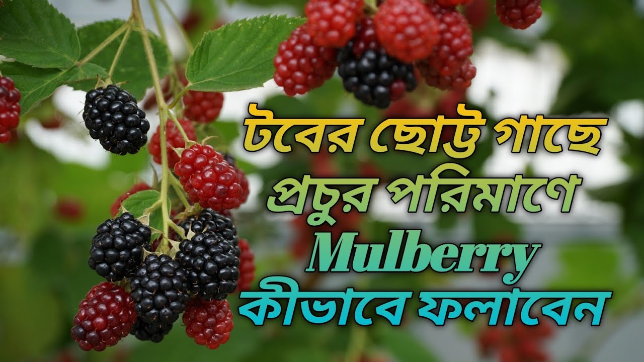 টবের ছোট্ট গাছে প্রচুর পরিমাণে Mulberry কীভাবে ফলাবেন 