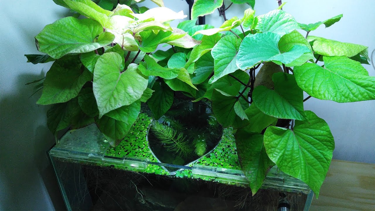 Ep.5 Sweet Potato Betta Tank (Kartoffel Gets Hurt) No filter, No CO2, NO ferts 4.5 Gallon Nano