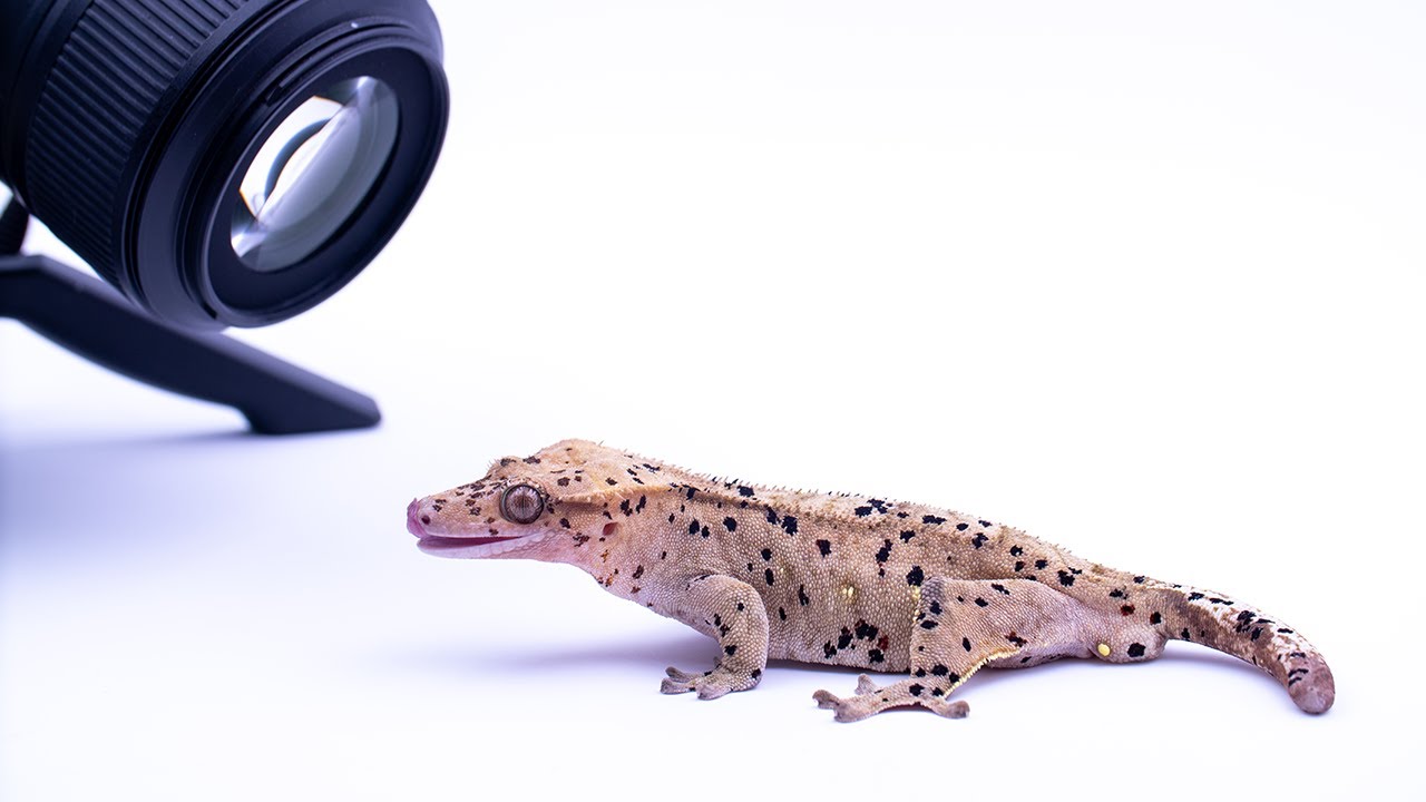 Step Up your Reptile Photography Game with a Light Box | Better Gecko Photos | Gecko Tip Tuesday