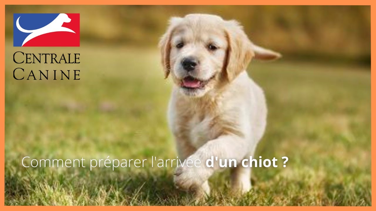 Comment se préparer à l'arrivée d'un chiot dans la maison?