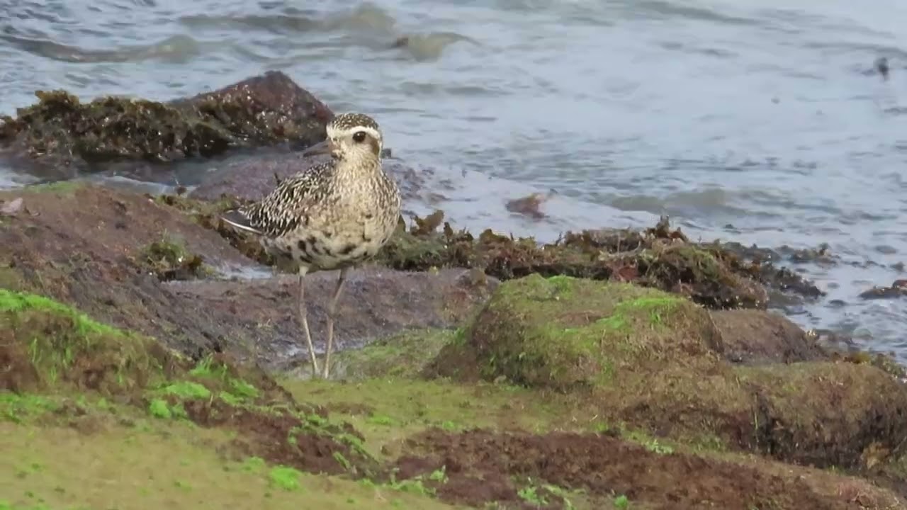 Birding in Singapore - Marina East, Wildlife Singapore.