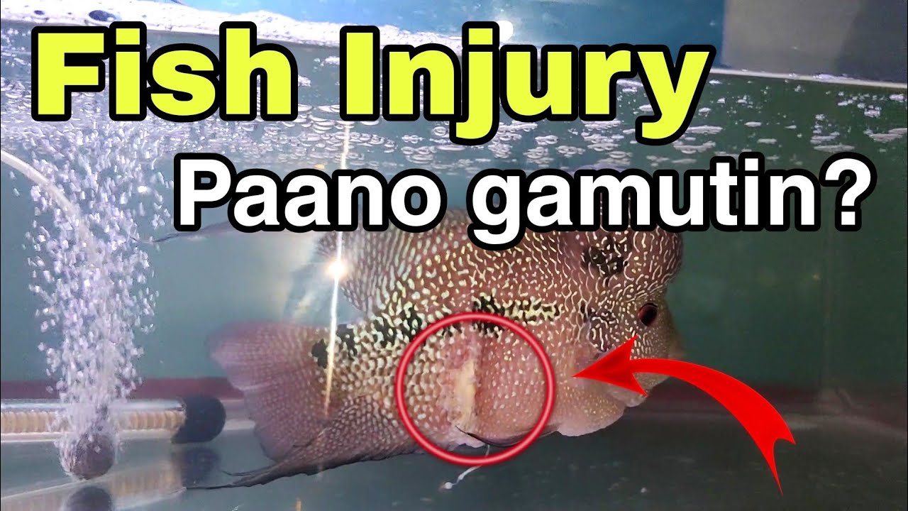 Fish Injury, Paano Ito Gamutin?