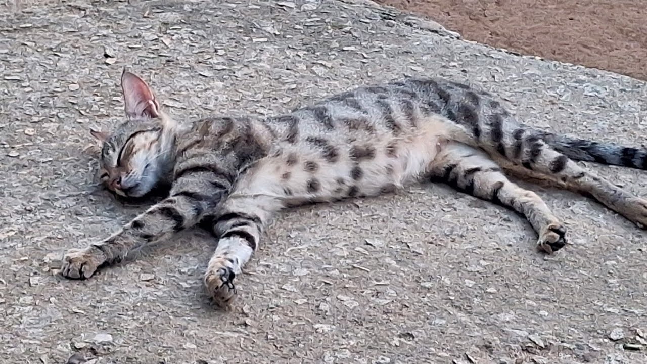 My Spot as a pregnant cat #cuteness #catcute 
