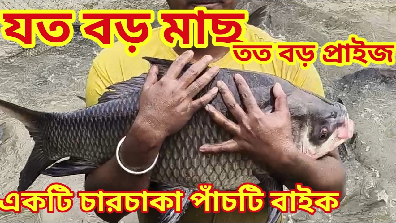যেমন বড় মাছ তেমনি বড় বড় প্রাইস একটি চারচাকা আরো পাঁচটি বাইক