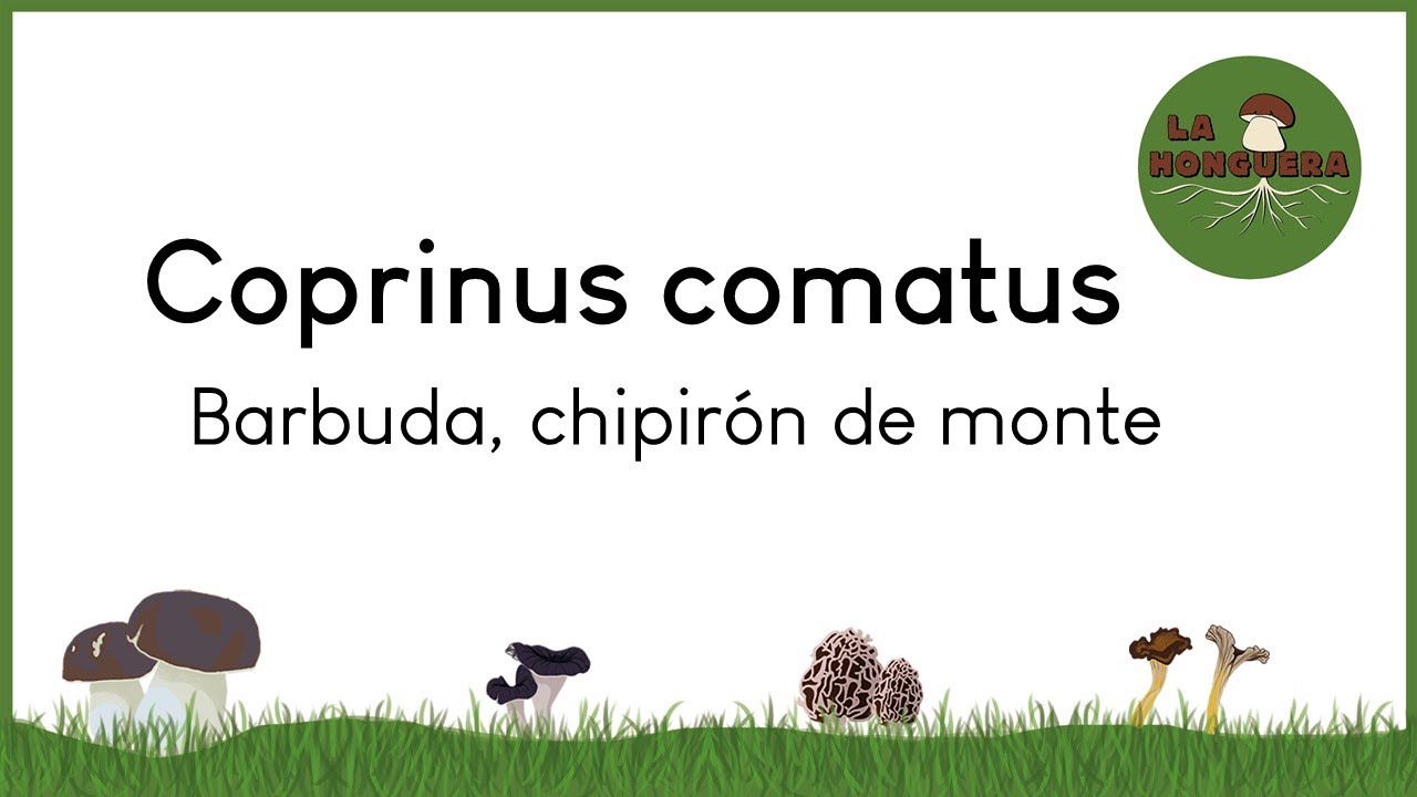 Información Coprinus