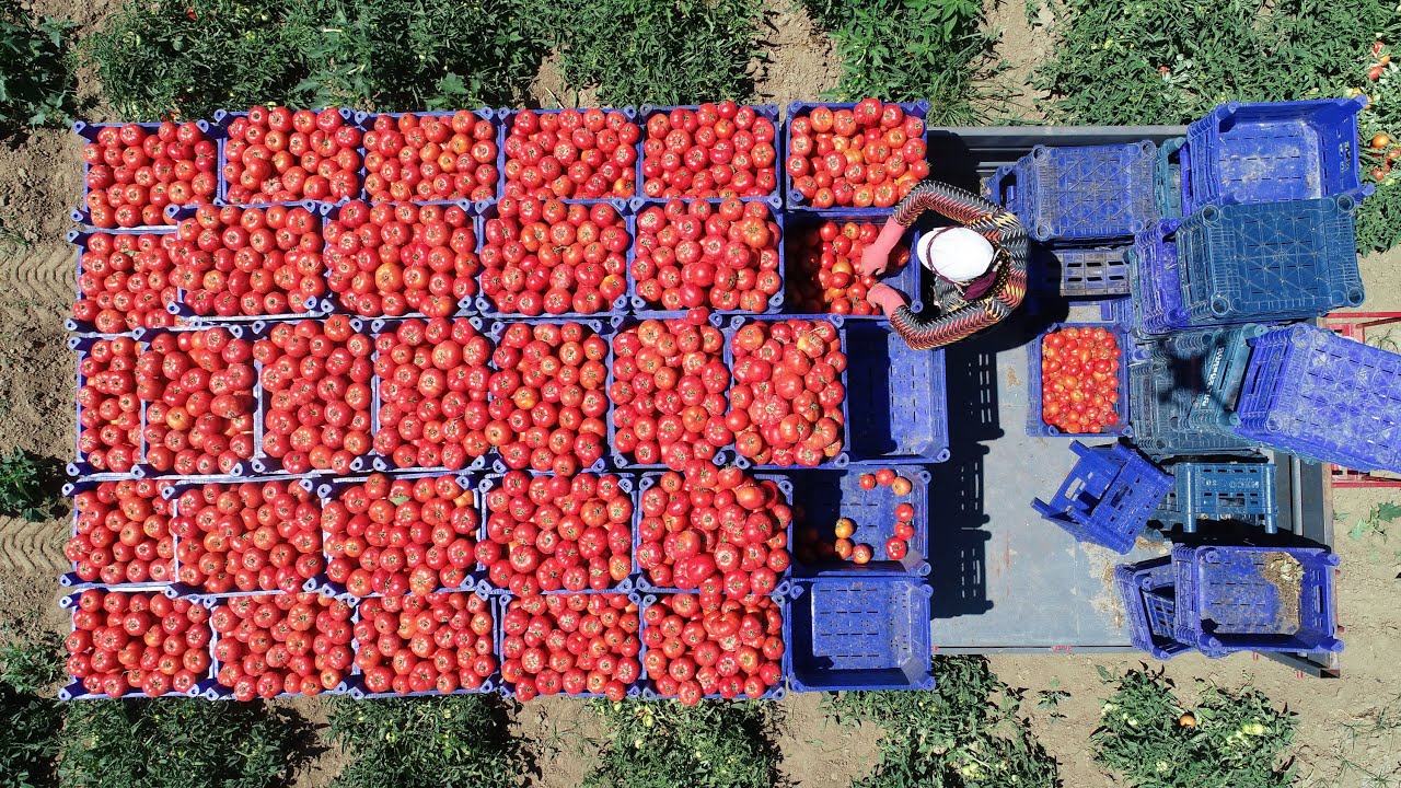 Çanakkale domatesinin hasadına başlandı