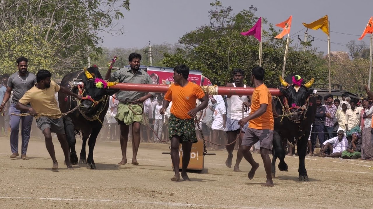 కుందుర్పి మండలం అప్పిలేపల్లి గ్రామం జనరల్ పందెం విభాగం 7వ జతగా 🏆6🏆సనపనాగరాజు గారు 