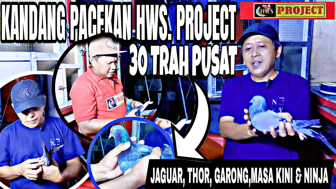 🔴30 PACEKAN Team HWS project TRAH JAGUAR,THOR, GARONG, NINJA, MASAKIN|LANGSUNG KANDANG KENWOOD