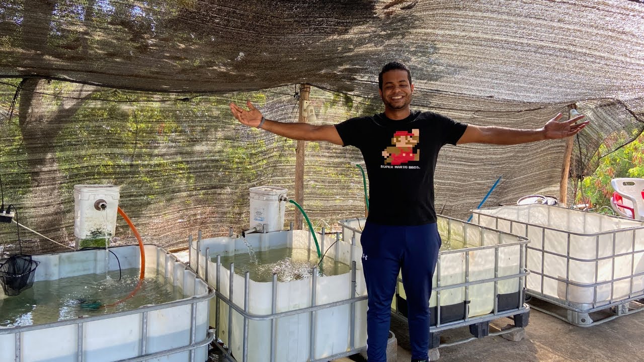 🇩🇴 Del HOBBY con peces GOLDFISH a Criador de CICLIDOS AFRICANO😎   Best CICHLIDS Tanks🔥 - (DCHRD)