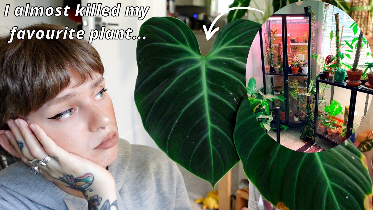 moving my plants out of the ikea greenhouse cabinet + 3 month update! alocasia, philodendron, etc!