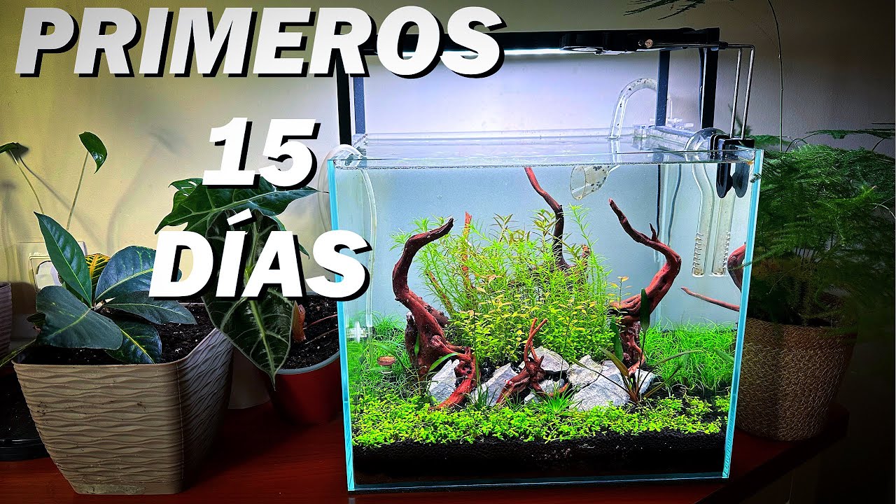Primeros 15 días en un acuario con sustrato nutritivo: Consejos esenciales