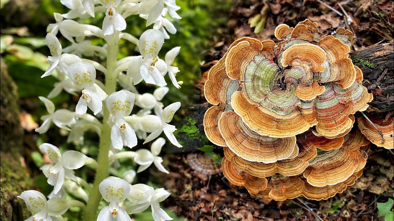 Orqu&iacute;deas y hongos de las Yungas | Cranichis castellanosii, Trametes versicolor, Calvatia en H&aacute;bitat