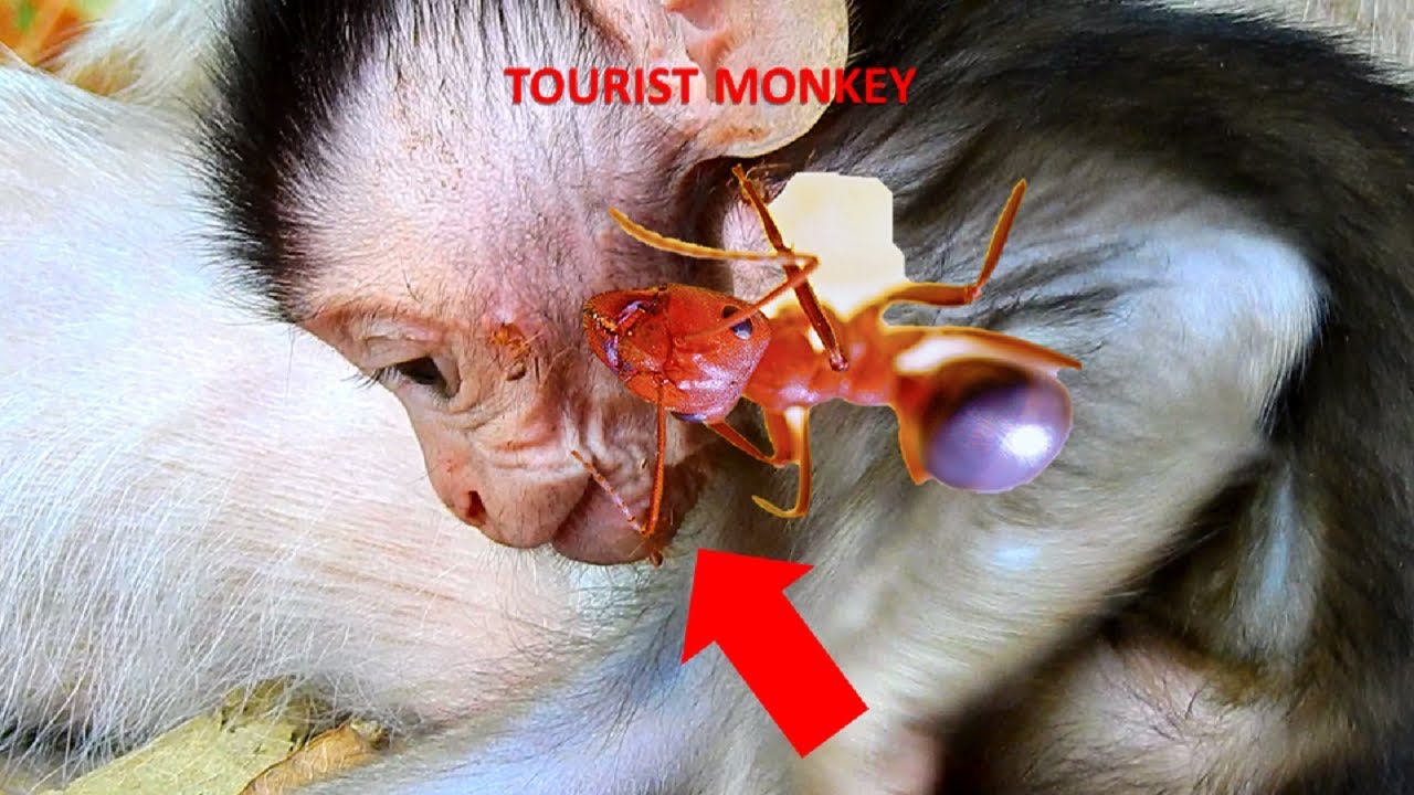Pity adorable baby Dustin, Baby cry because red ant bit, Why Mom don't care baby,Tourist Monkey 3209