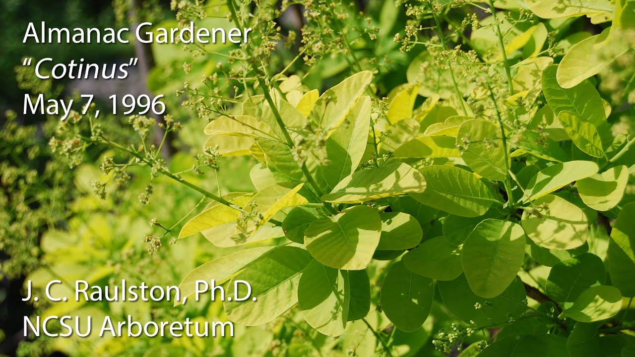 Almanac Gardener Featuring J. C. Raulston - Cotinus