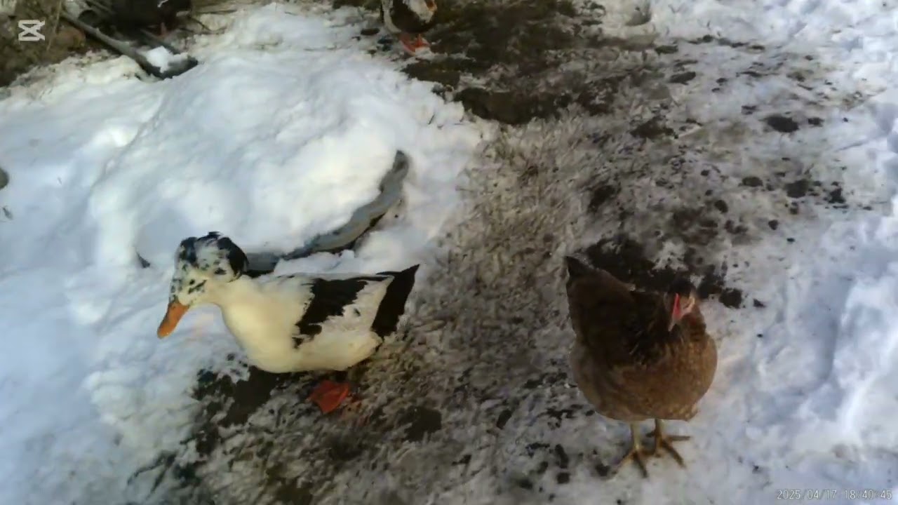 Winter - eine schwere Zeit für unsere Tiere