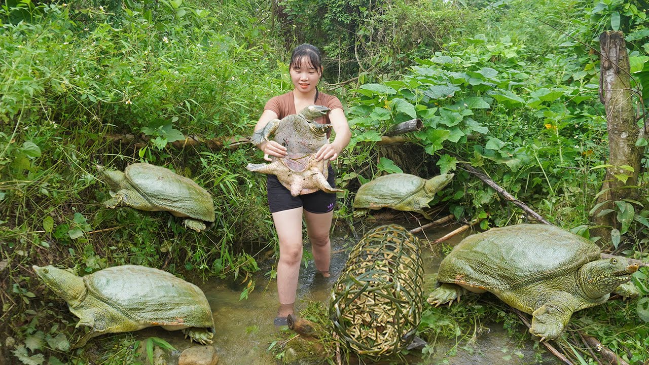 DIY Weaving Bamboo Cages To Trap Turtles In Streams - 100% effective in catching turtles