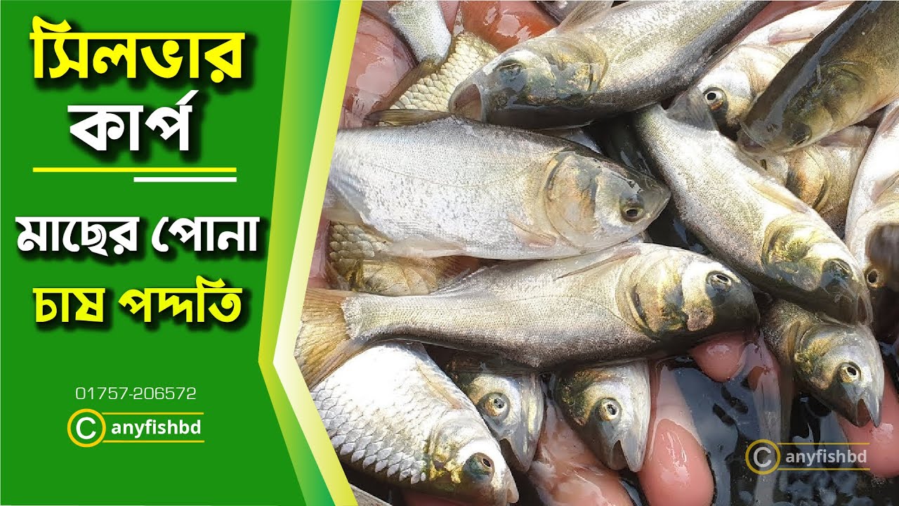 সিলভার কার্প মাছের পোনা || Silver carp fish seeds || সিলভার কার্প মাছ চাষ পদ্ধতি || @anyfishbd