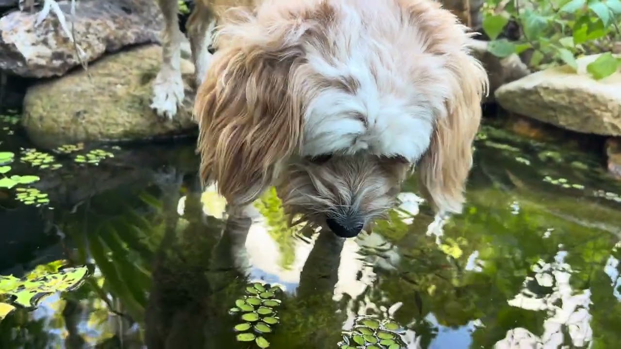 Dog looking at Fish