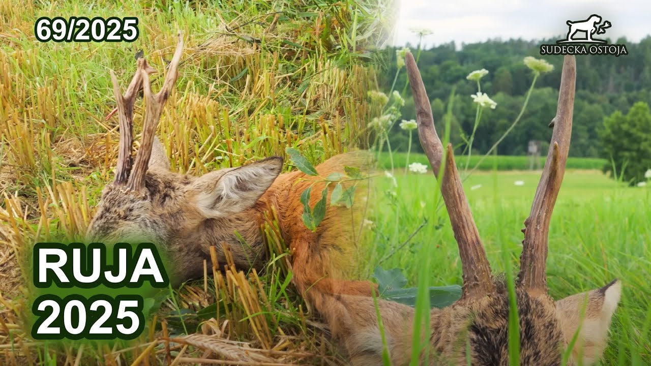 Ruja 2025 - SUDECKA OSTOJA 69/2025