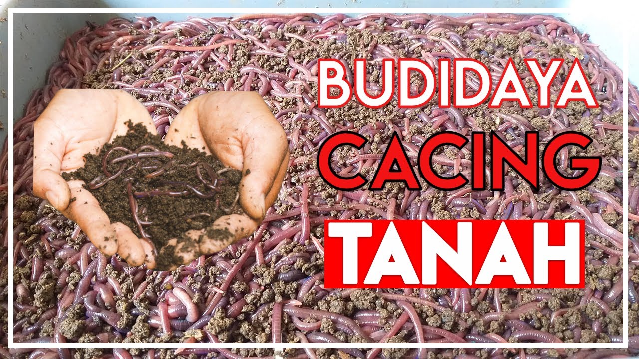 CARA BUDIDAYA CACING TANAH PALING MUDAH BESERTA PELUANG USAHANYA