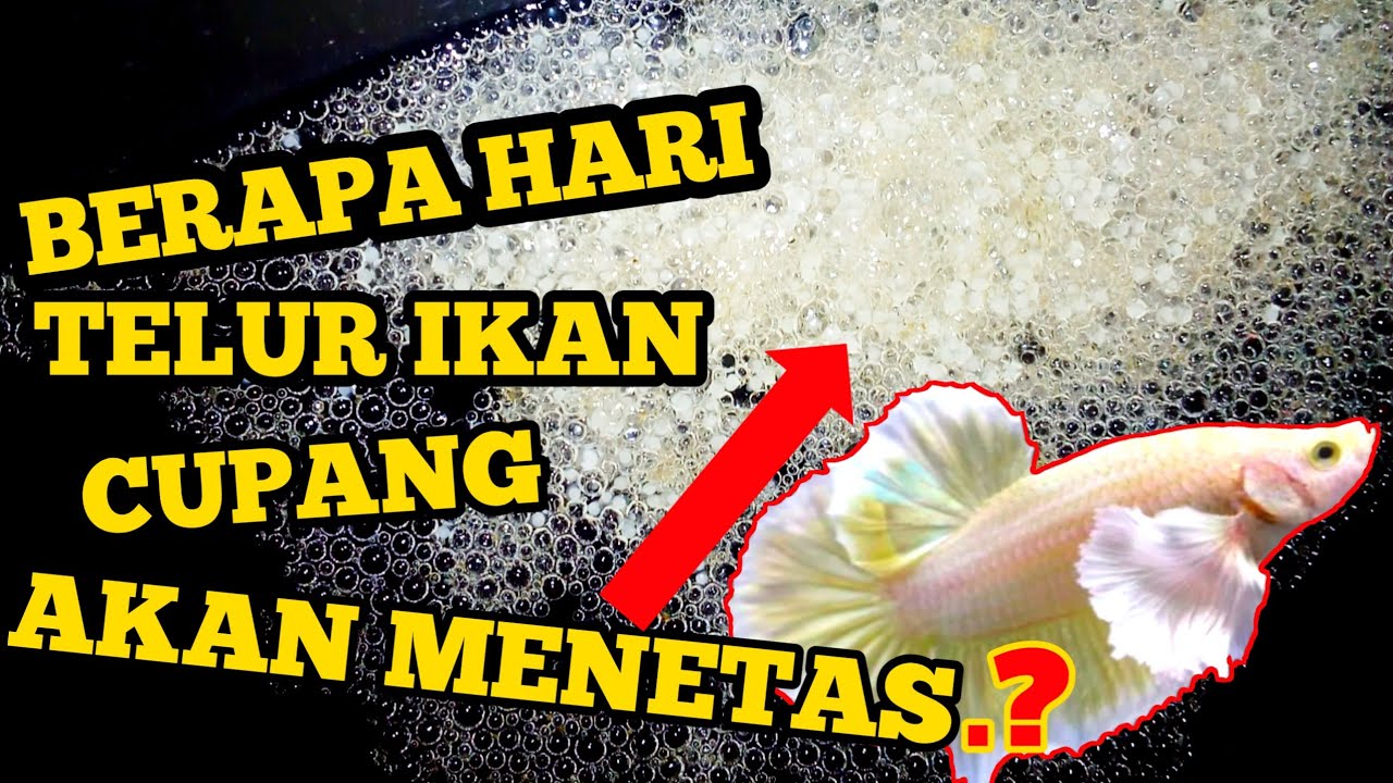 BERAPA HARI TELUR IKAN CUPANG MENETAS❓
