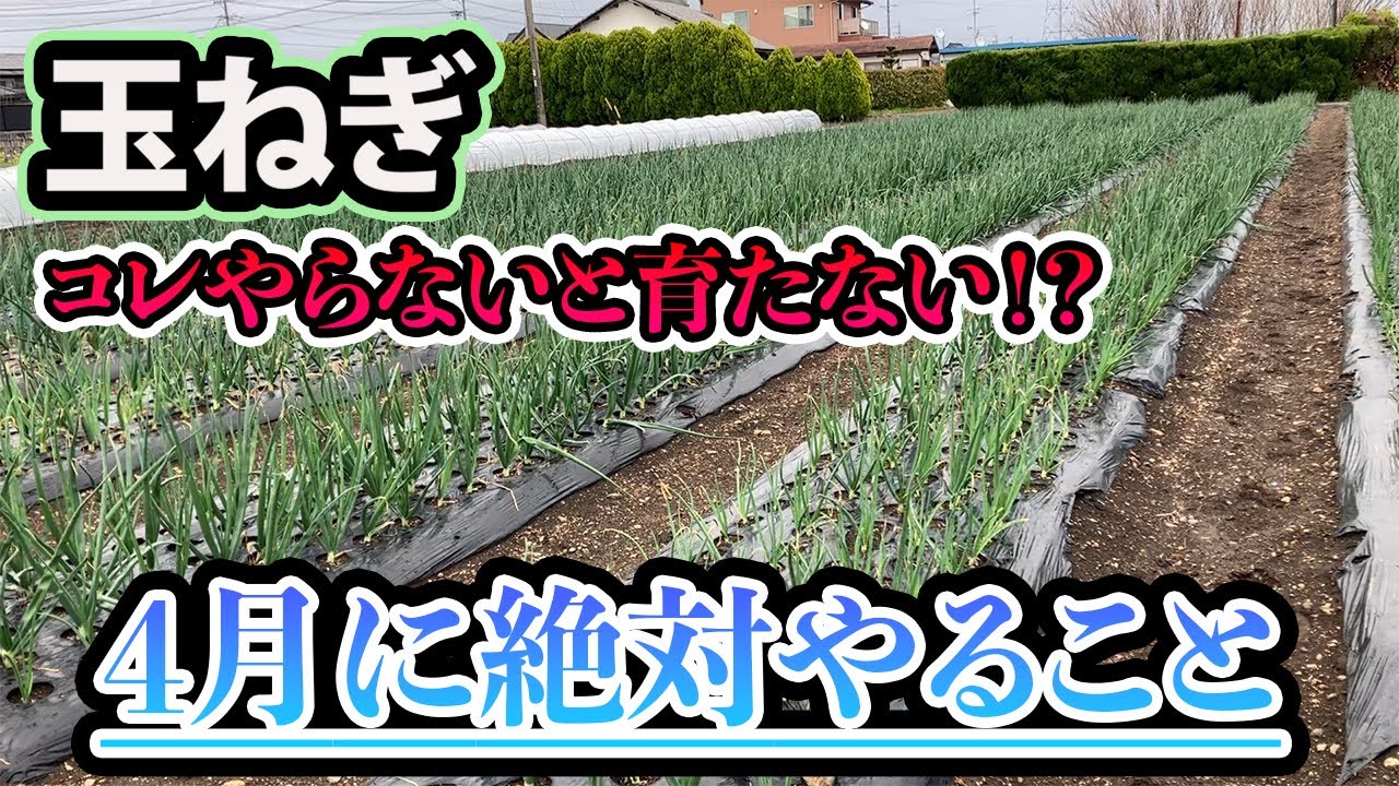 【玉ねぎ】4月にやるべきこと！超重要です！