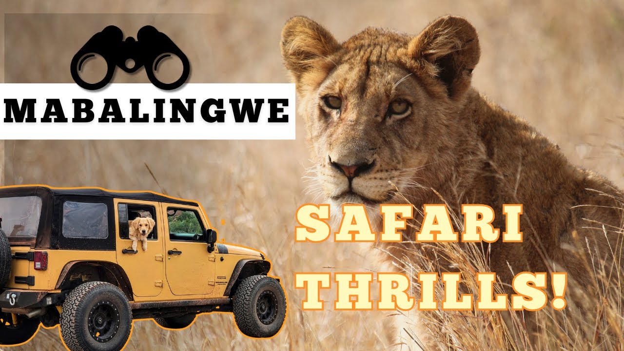 I tried the most EXPENSIVE Mabalingwe Safari Adventure: Big Five & Luxury Kubu Lodge Stay