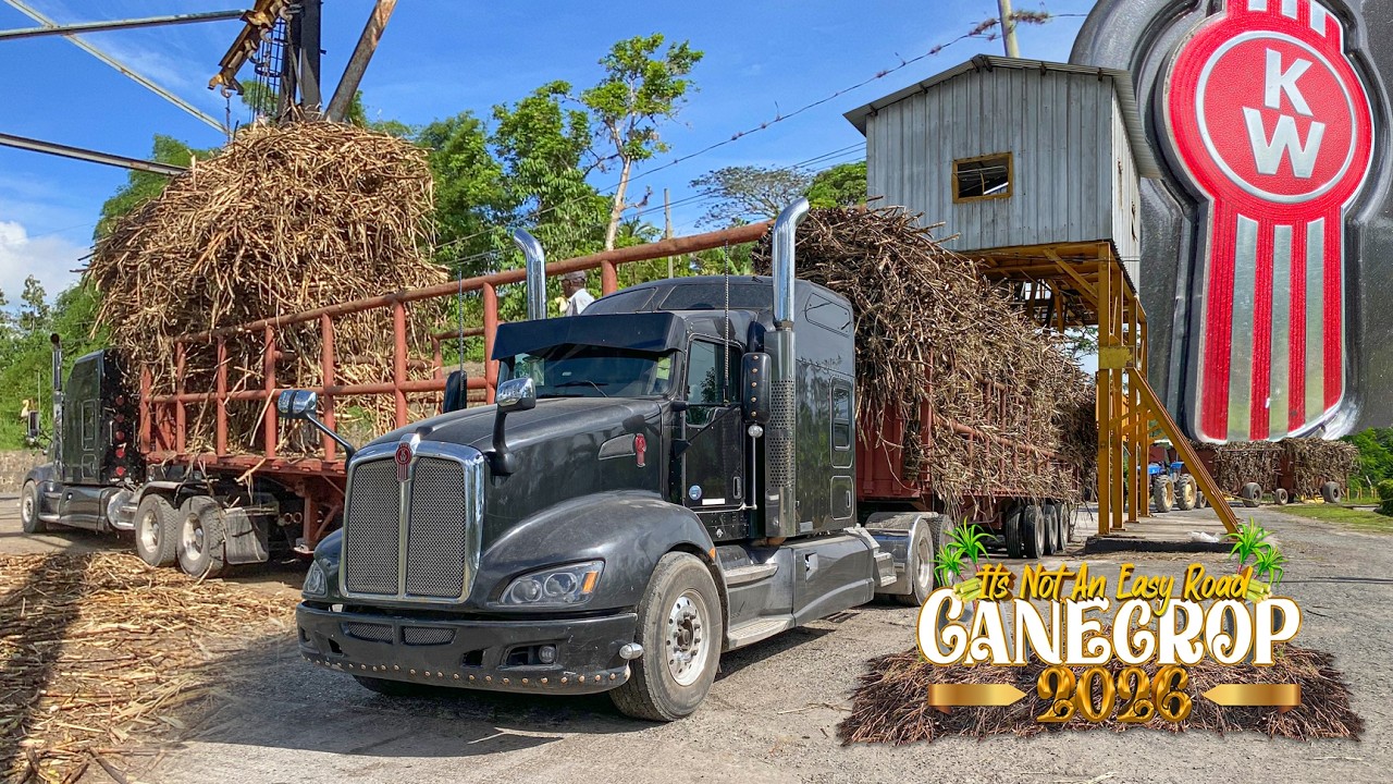 Jamaica Cane Trucker | In Action | Worthy Park Estate | Cane Crop 2026 | Semitrucks | Kenworth T660