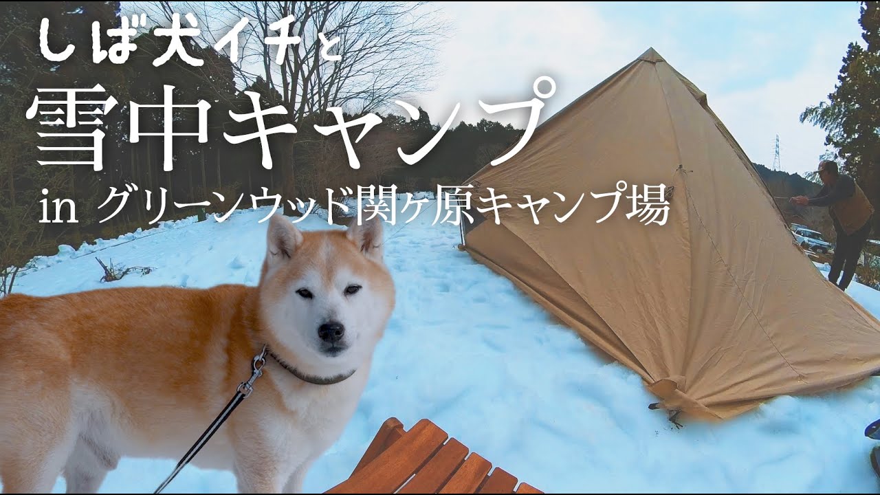 [Vlog］柴犬イチと雪中キャンプin岐阜県グリーウッド関ヶ原キャンプ場