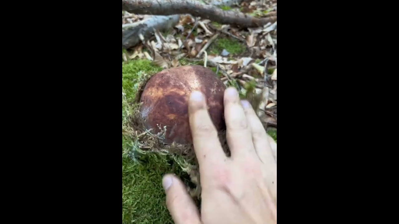Unique discovery: Boletus Pinophilus revealed by tapping green growth