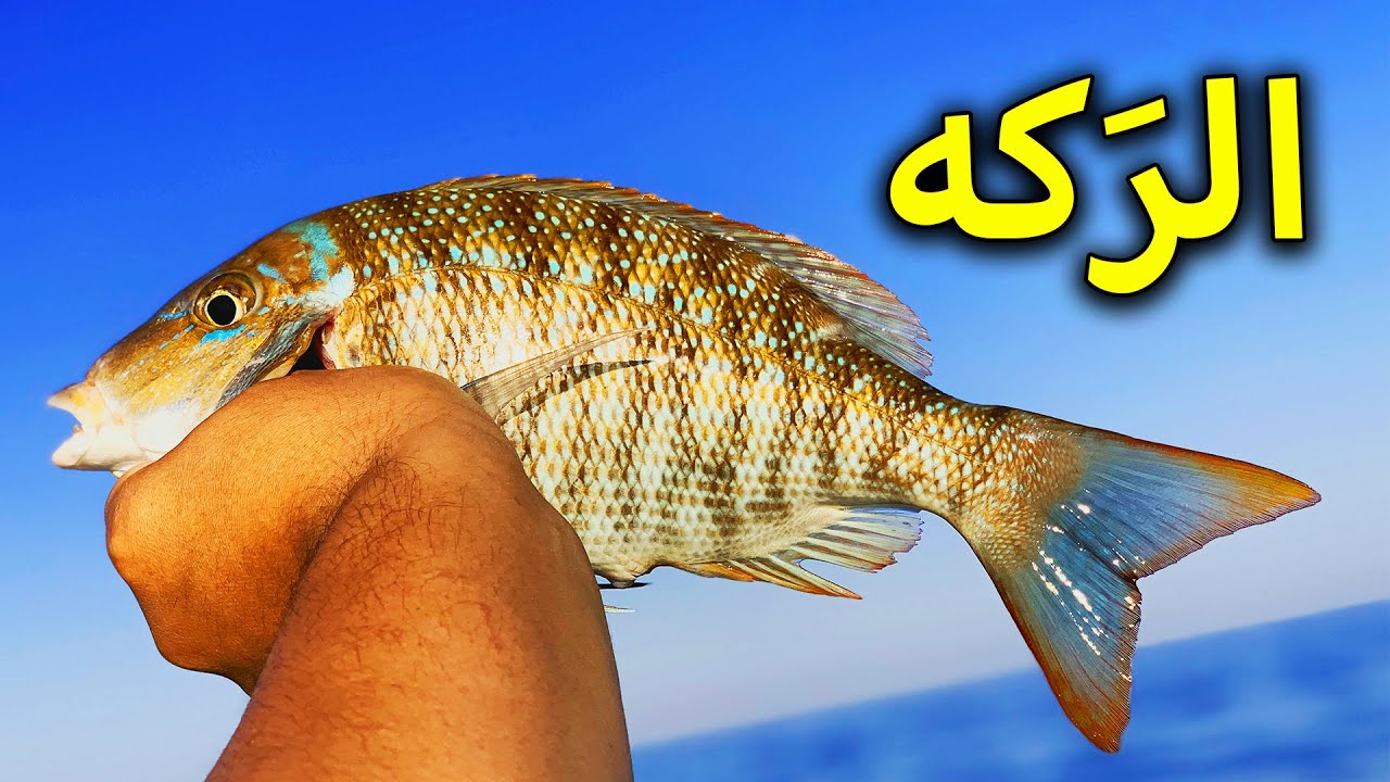 تعلم ربطة الركة لصيد السمك - Fishing Knot For Emperor Fish